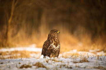 Common buzzard