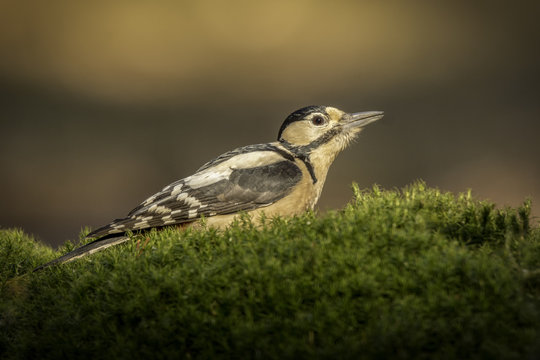 Great Spotted Woodpecker