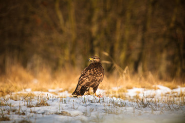 Common buzzard