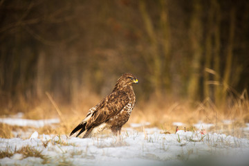 Common buzzard