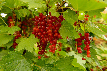 bunch of red currant berries on green branches with raindrops