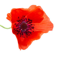 One red poppy