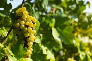grapes on vine stock at wine yard