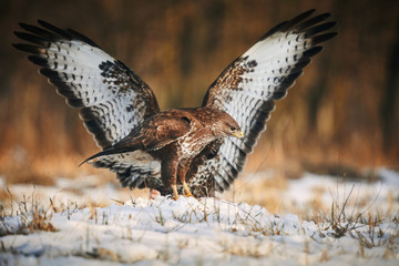 Common buzzard