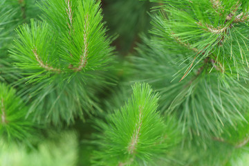 Fototapeta na wymiar Brightly green pine branches