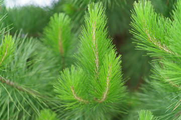Brightly green pine branches
