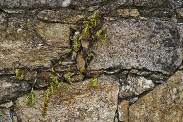 Thirst for life. Grass breaks through road stones. 