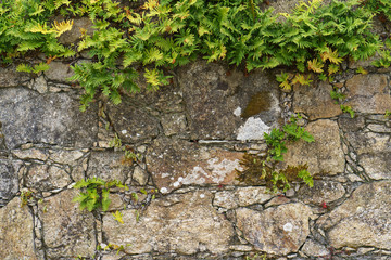 Thirst for life. Grass breaks through road stones. 