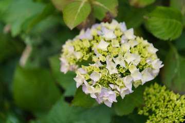 White hydranges in the garden in the northern Portugal