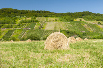 bale siana na polu © iwona666