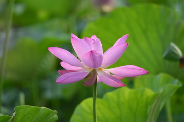 Blooming lotus flowers in the park
