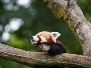 Obraz premium Panda Roux