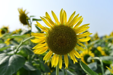 Sunflowers in the field