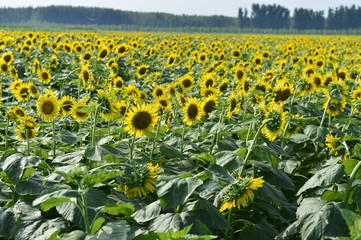 Sunflowers in the field