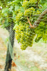 bird protection net on wine grapes at winery before harvest