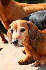 Dachshund Dog Summer Garden