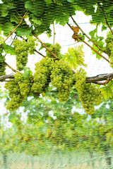bird protection net on wine grapes at winery before harvest
