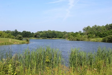 A view of the lake over the tall grass cattails on shore.