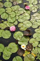 Flora na wodzie © Grzegorz Polak
