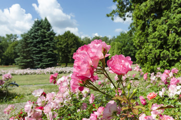 Pink roses in bloom in the park with thujas and spruces in the background