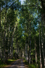 dappled light on track through wood