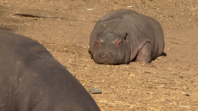 Baby Hippo sleeping , SLOW