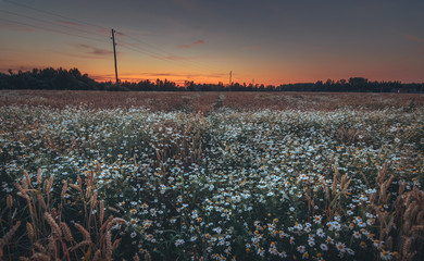 Crop field at colorful evening sunset. Wheat growing together with flowers. Orange sky with majestic clouds in countryside. Fresh air, clean environment, sustainable lifestyle.