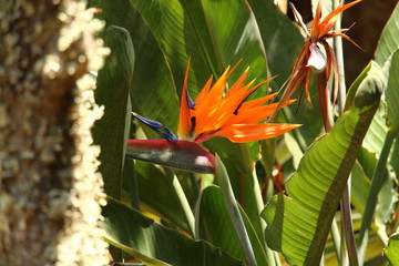 Papageienblume