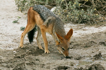 Black-backed Jackal in Etosha National Park in Namibia in Africa

