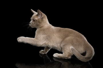 Cute Gray Kitten standing and Raising paw on isolated black background, front view