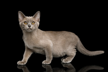 Obraz premium Adorable Gray Kitten standing and Looking up on isolated black background, side view