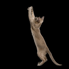 Playful Gray Kitten Raising paws, rearing up on isolated black background, side view