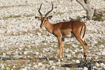 Black faced impala in Etosha National Park in Namibia in Africa

