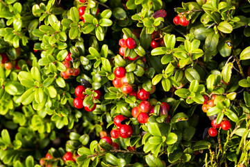 Сranberries grow in the mountains Dreisessel on the border of Germany with the Czech Republic.