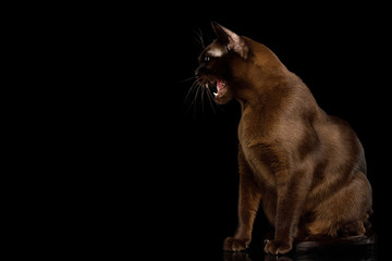 Amazing Brown Cat sitting and Hisses on isolated black background, side view