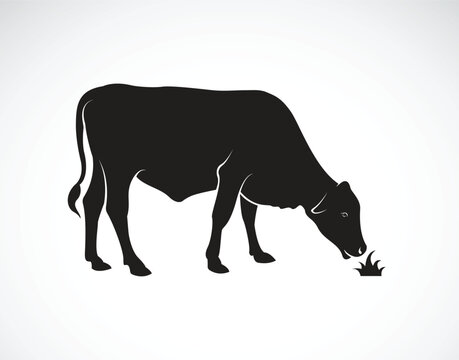 Vector of a  cow is eating grass on white background. Farm Animals. Easy editable layered vector illustration.
