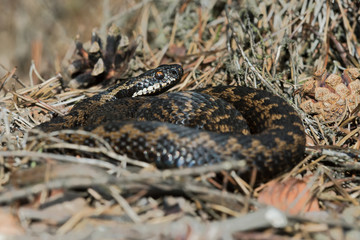 Common European Viper (Vipera berus)/Common European Viper basking in dry heather