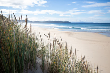 Fototapeta na wymiar Native grass on the beach in Bruny Island, Tasmania, Asutralia