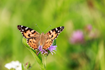 Obraz premium Macro of a small tortoiseshell on a common hedgenettle