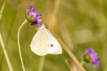 Macro of a cabbage butterfly on a  purple thistle