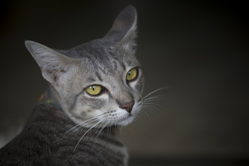 Close up of cat in the dark .  What was that by cat.