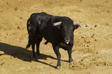 Toro de lidia español de pelaje negro