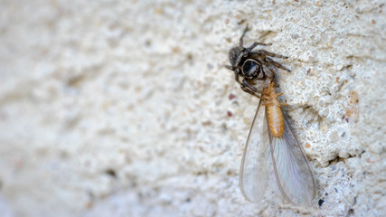 Spider catching insect