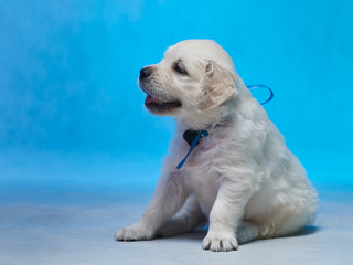 Golden retriever puppy