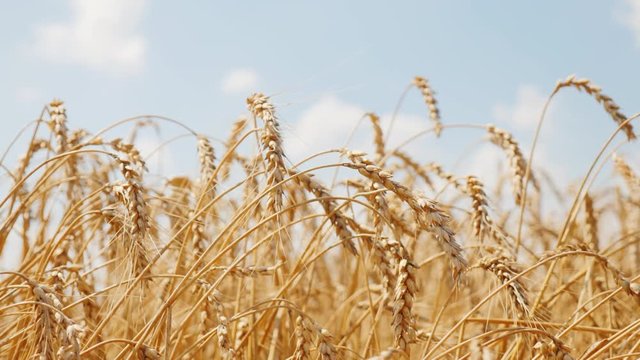 Spikelets of ripe wheat against the blue sky. Field ready for harvesting