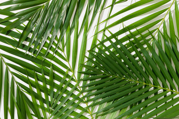 Fototapeta na wymiar green leaves of palm tree on white background