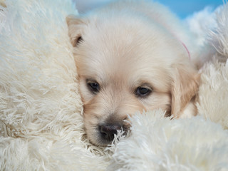 Golden retriever puppy