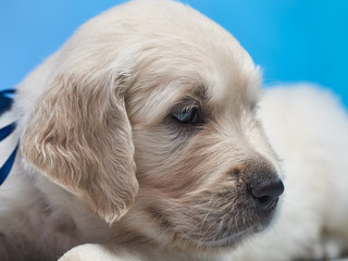 Golden retriever puppy