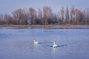 Naklejka na ściany i meble Two mute swans on the River Narew in Mazovia Province of Poland, view near Nowy Dwor Mazowiecki town