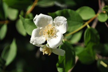 White jasmine flower blooming on bush close up detail, dark green blurry background